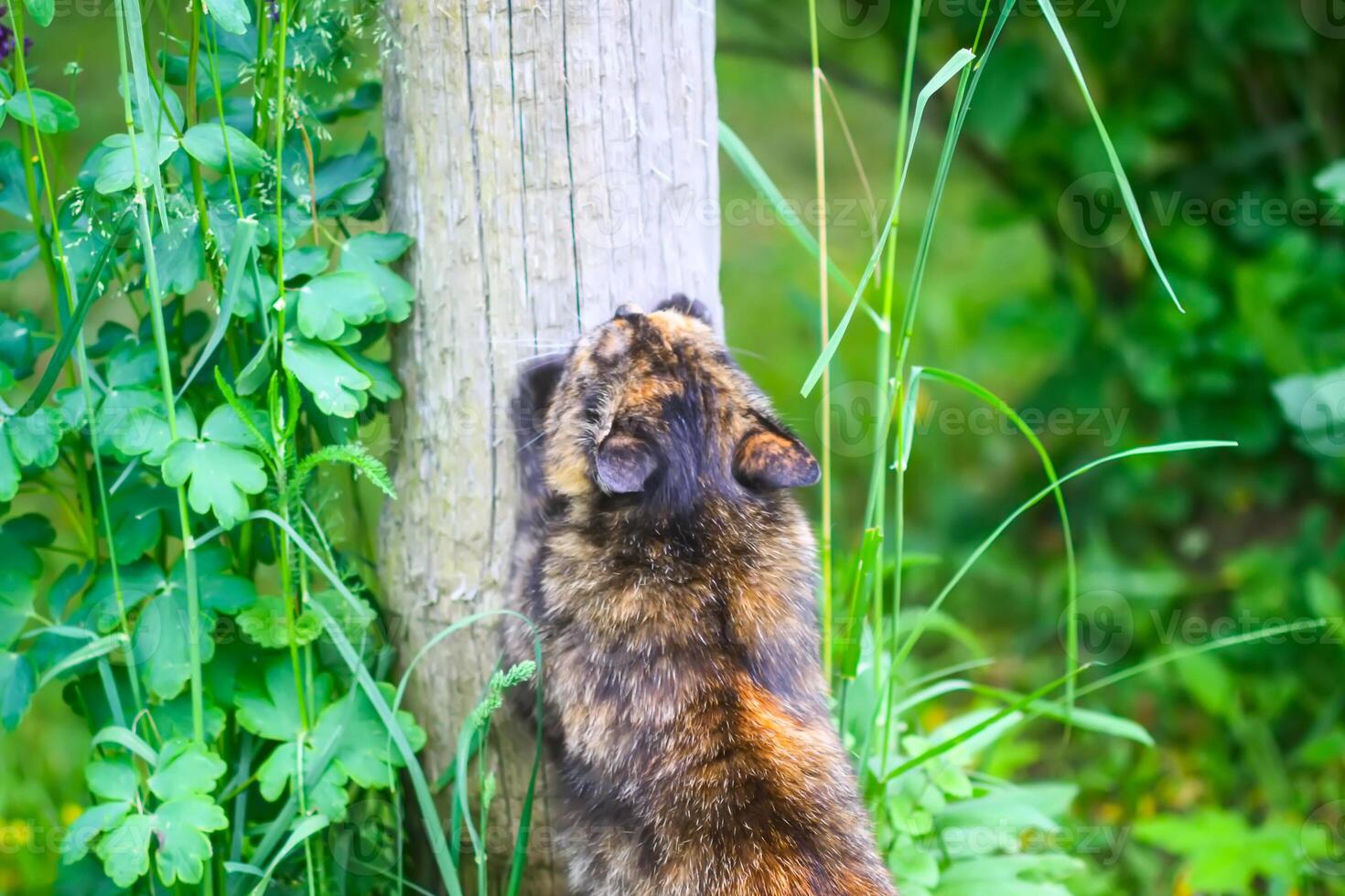The cat is sharpening its claws on the wooden pole photo