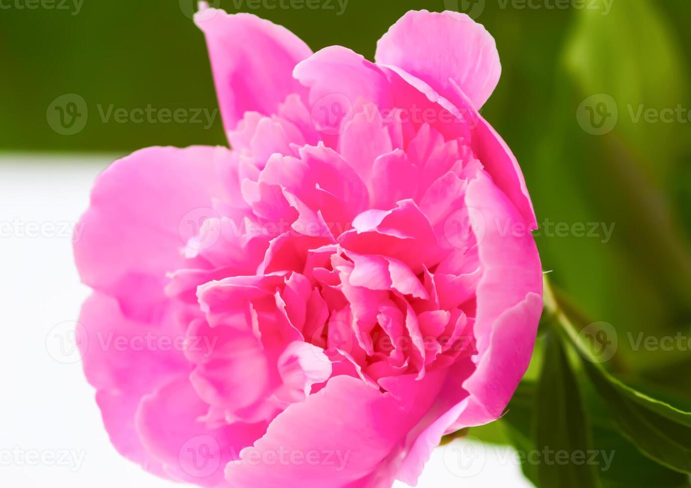 Pink peonies. Beautiful spring flowers in flowering season. photo