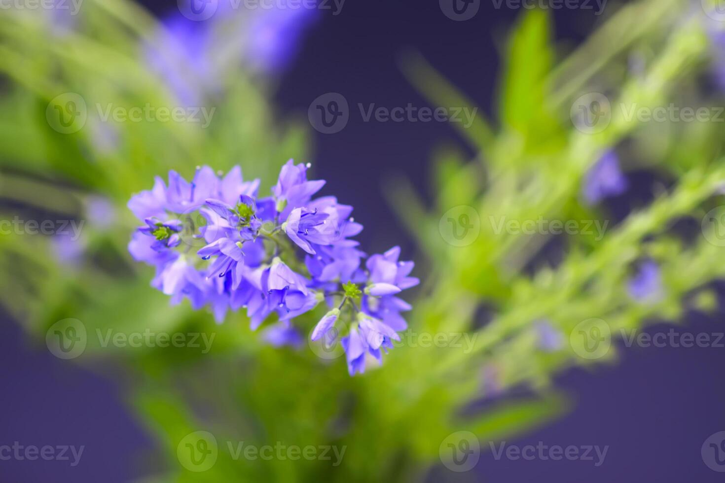 Beautiful garden flowers in bloom. Decorative plants in flowering season. photo