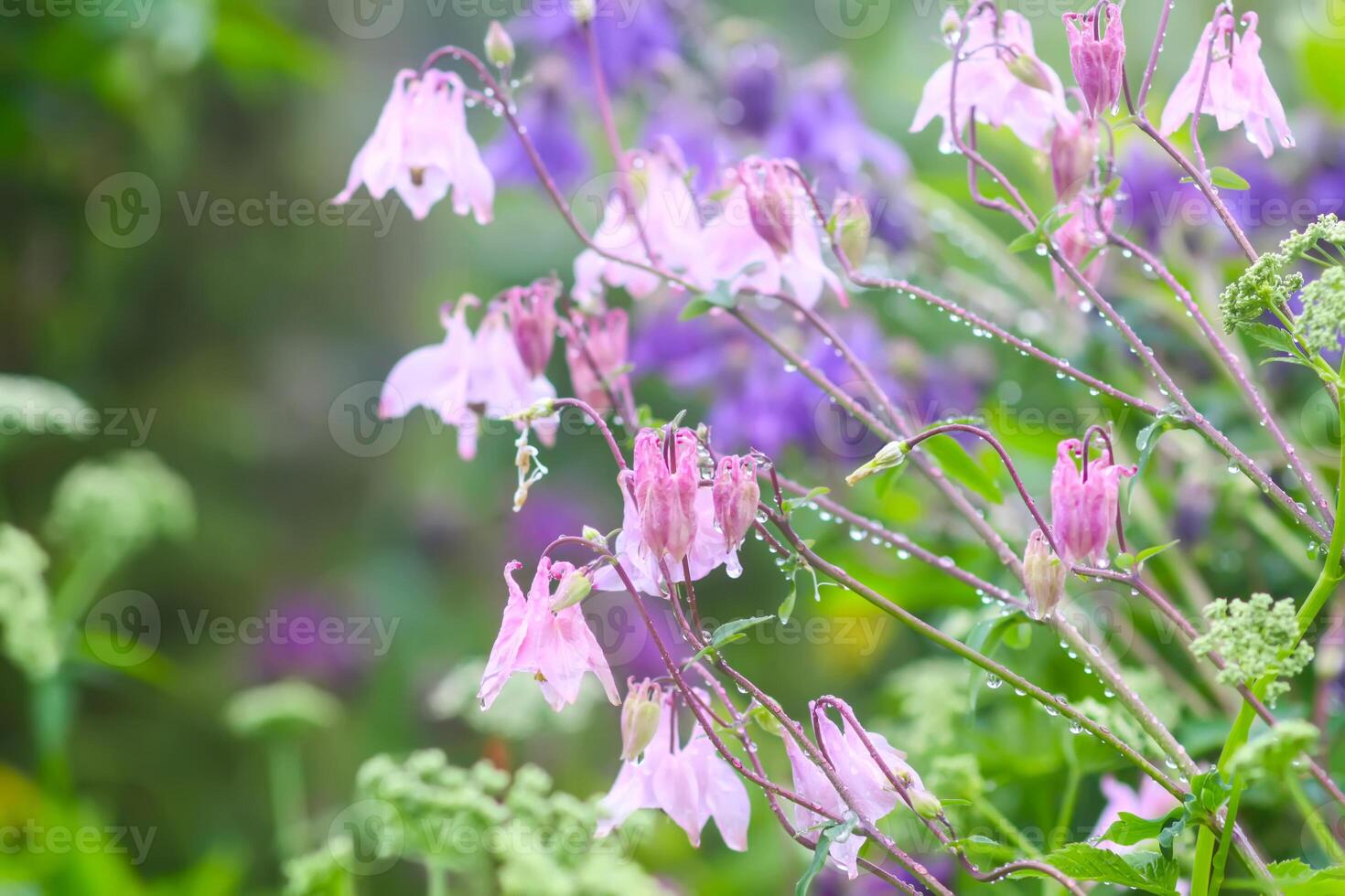 Columbine or Aquilegia flowers blossoms in the flower garden. photo