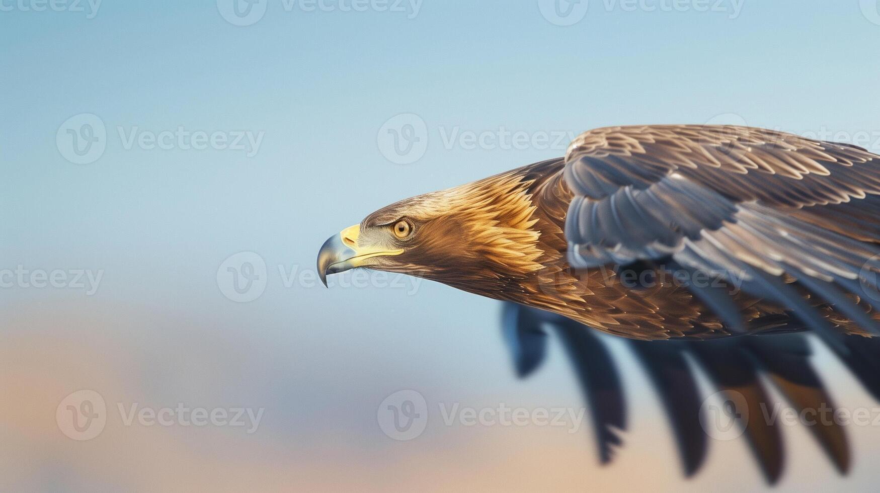 Golden eagle flying in the sky photo