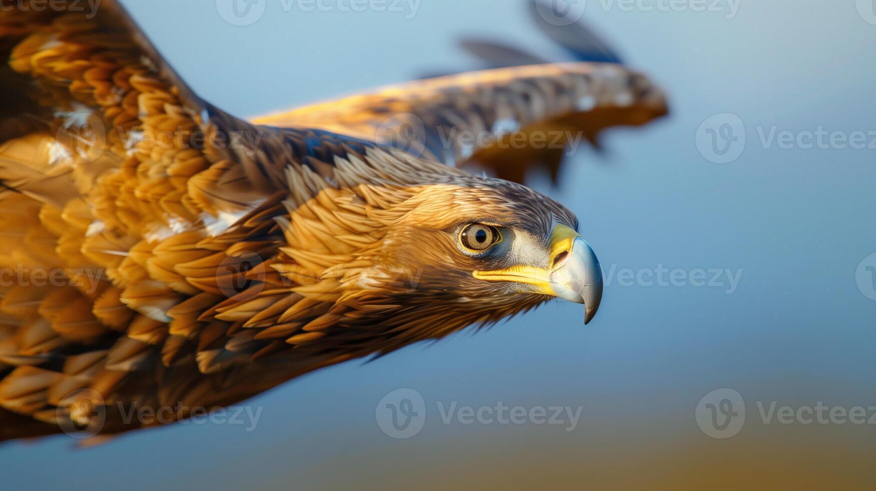 Close-Up of Majestic Golden Eagle in Flight Against Blue Sky Background photo