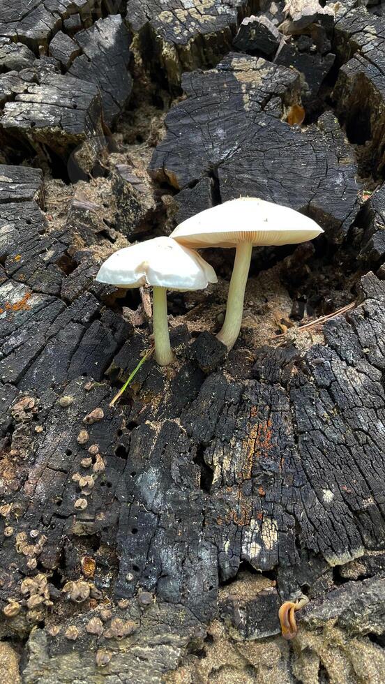 Toadstool mushrooms grow on a tree. Toadstool on the tree bark. photo