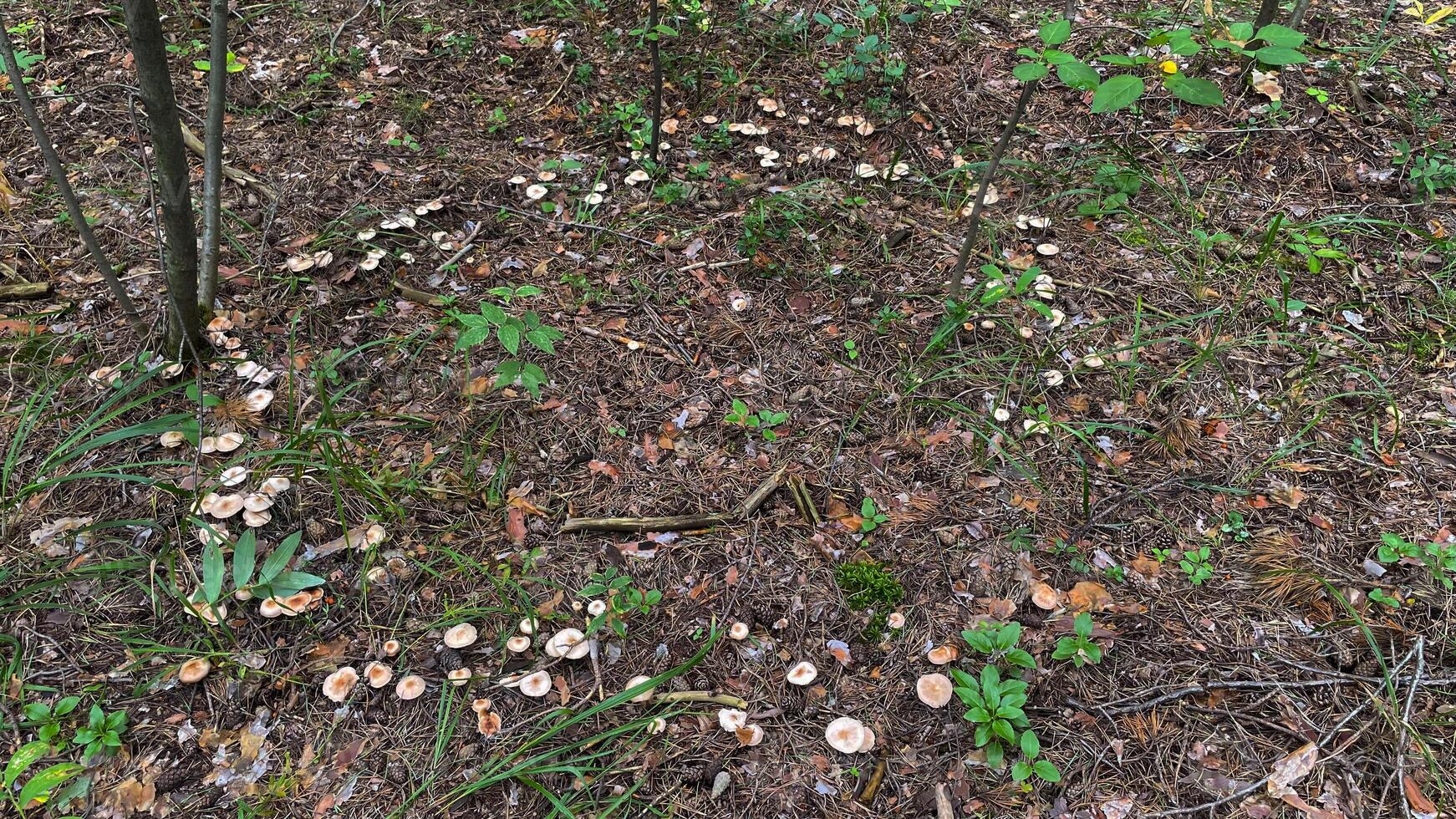 Close-up of small toadstool mushrooms in the forest. photo