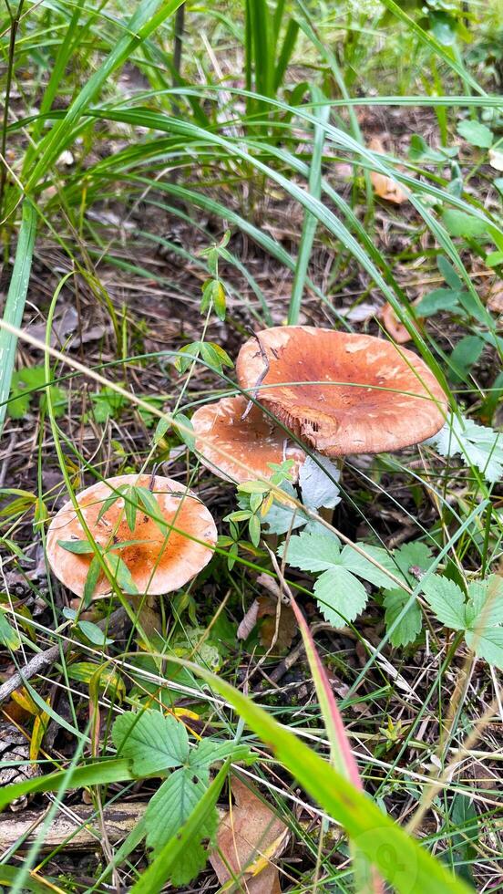 Close-up of small toadstool mushrooms in the forest. photo