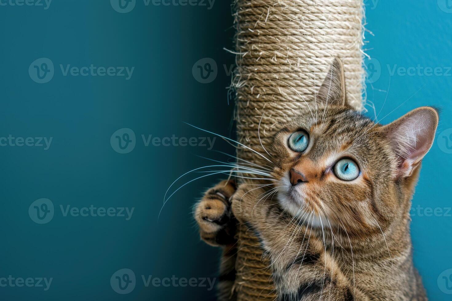 A tabby cat playing with a scratching post against a teal wall during daylight photo