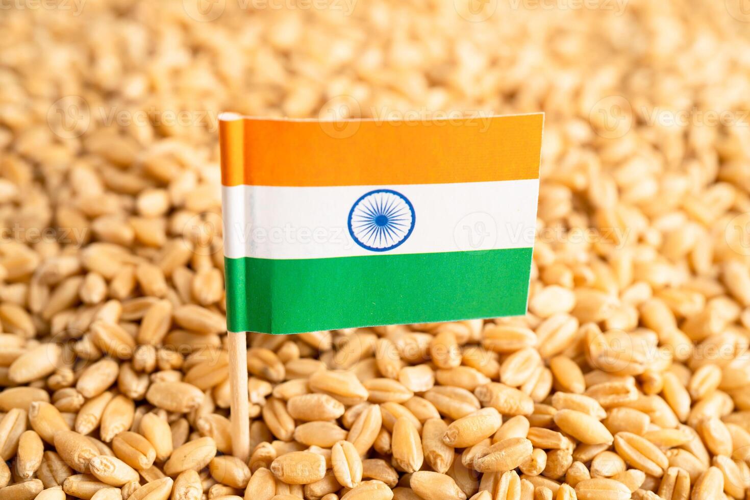 Grains wheat with India flag, trade export and economy concept. photo
