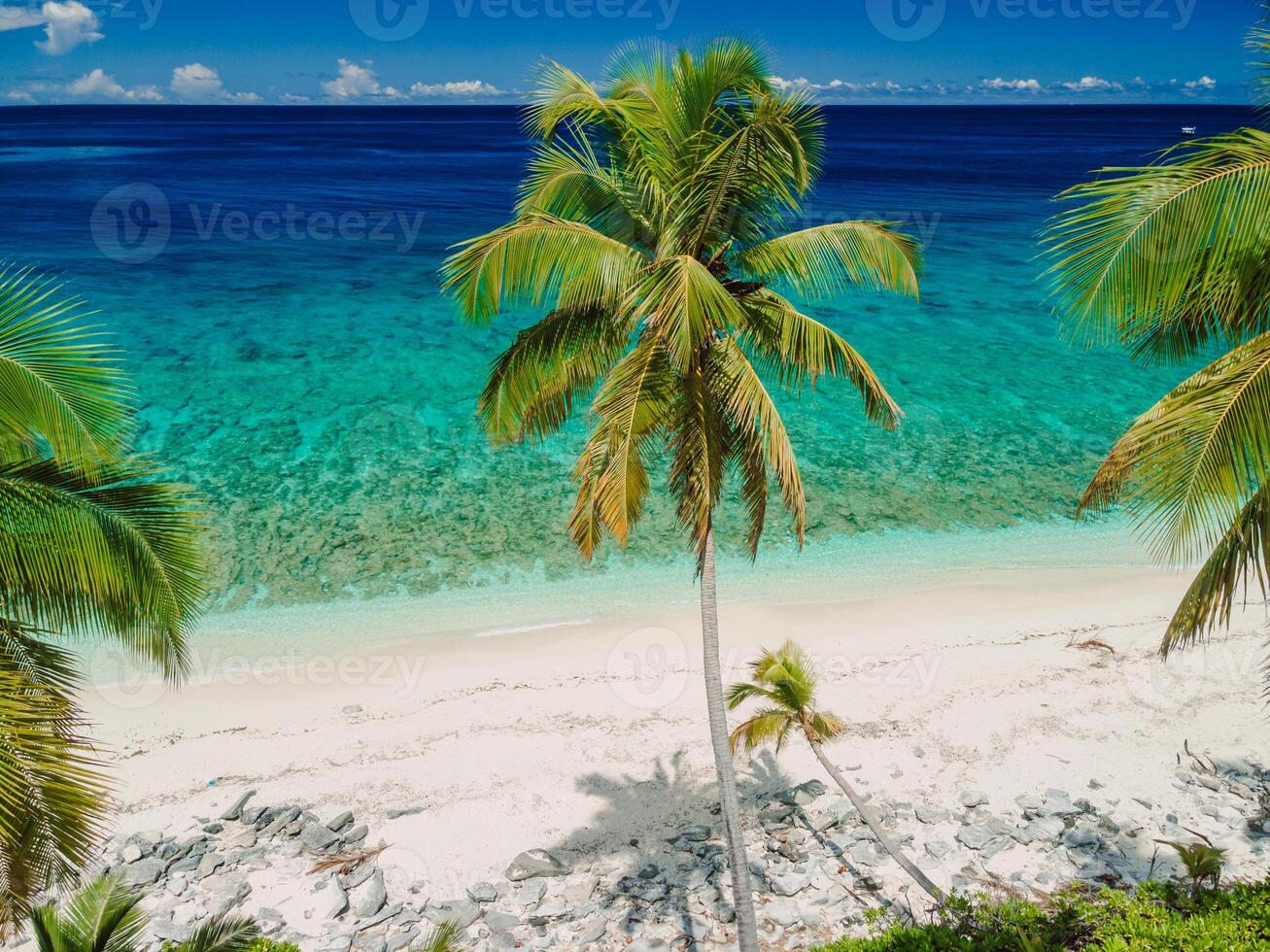 Paradise beach with palm trees on Maldives. Travel vacation concept. photo