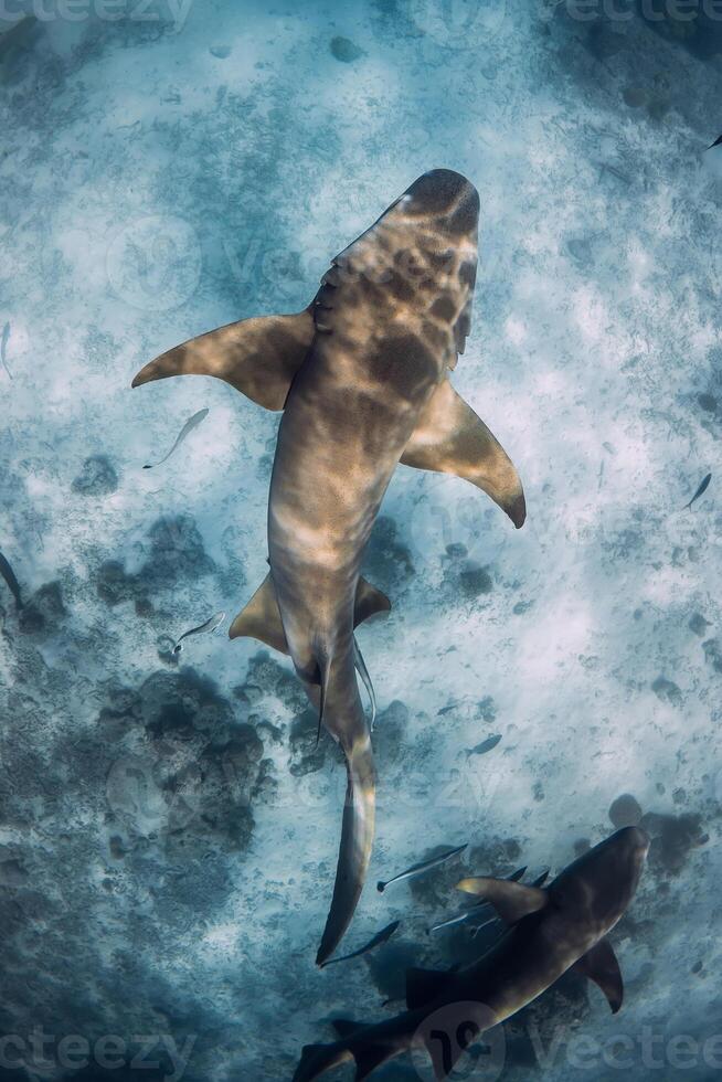 Shark swims underwater in ocean over sandy sea bottom. photo