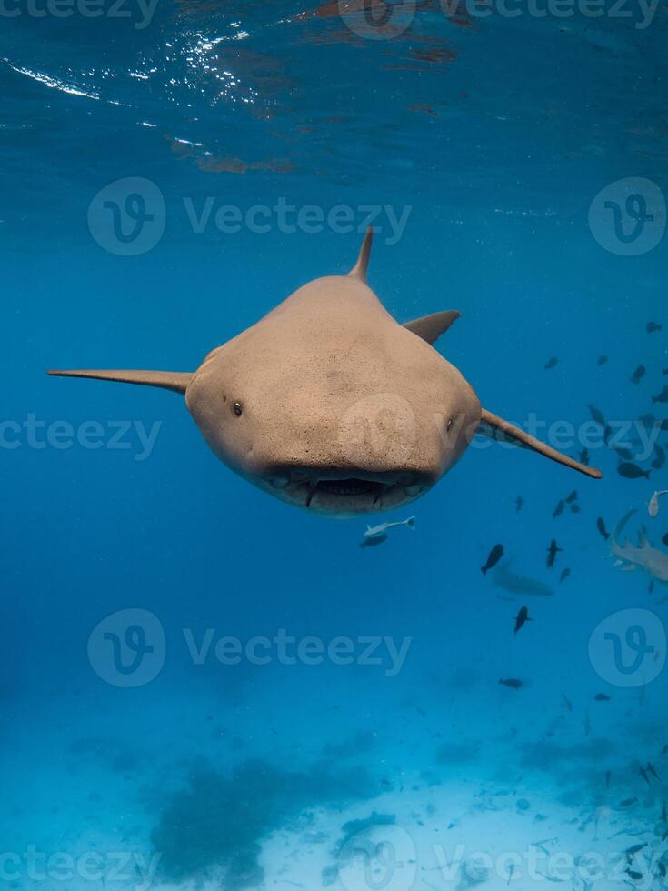 Nurse shark underwater in tropical blue sea. Aquatic life in Maldives photo