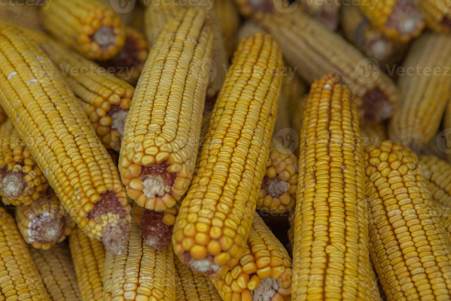 Harvesting corn dried in the rural garden. Yellow corn cob background or texture. Corn vegetable pattern. photo