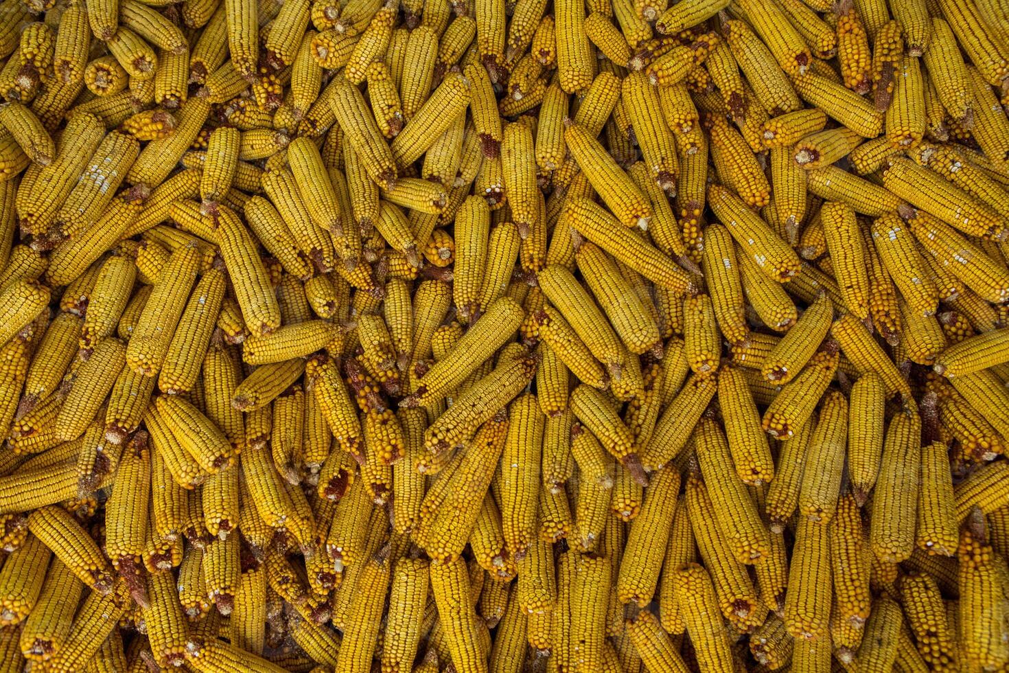 Harvesting corn dried in the rural garden. Yellow corn cob background or texture. Corn vegetable pattern. photo