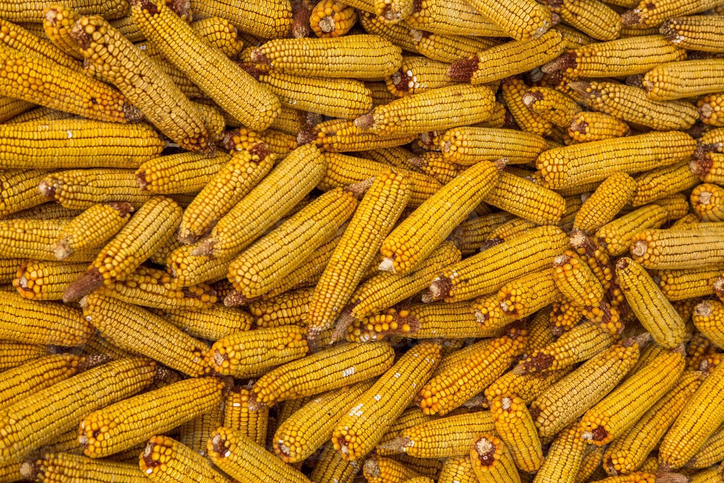Harvesting corn dried in the rural garden. Yellow corn cob background or texture. Corn vegetable pattern. photo