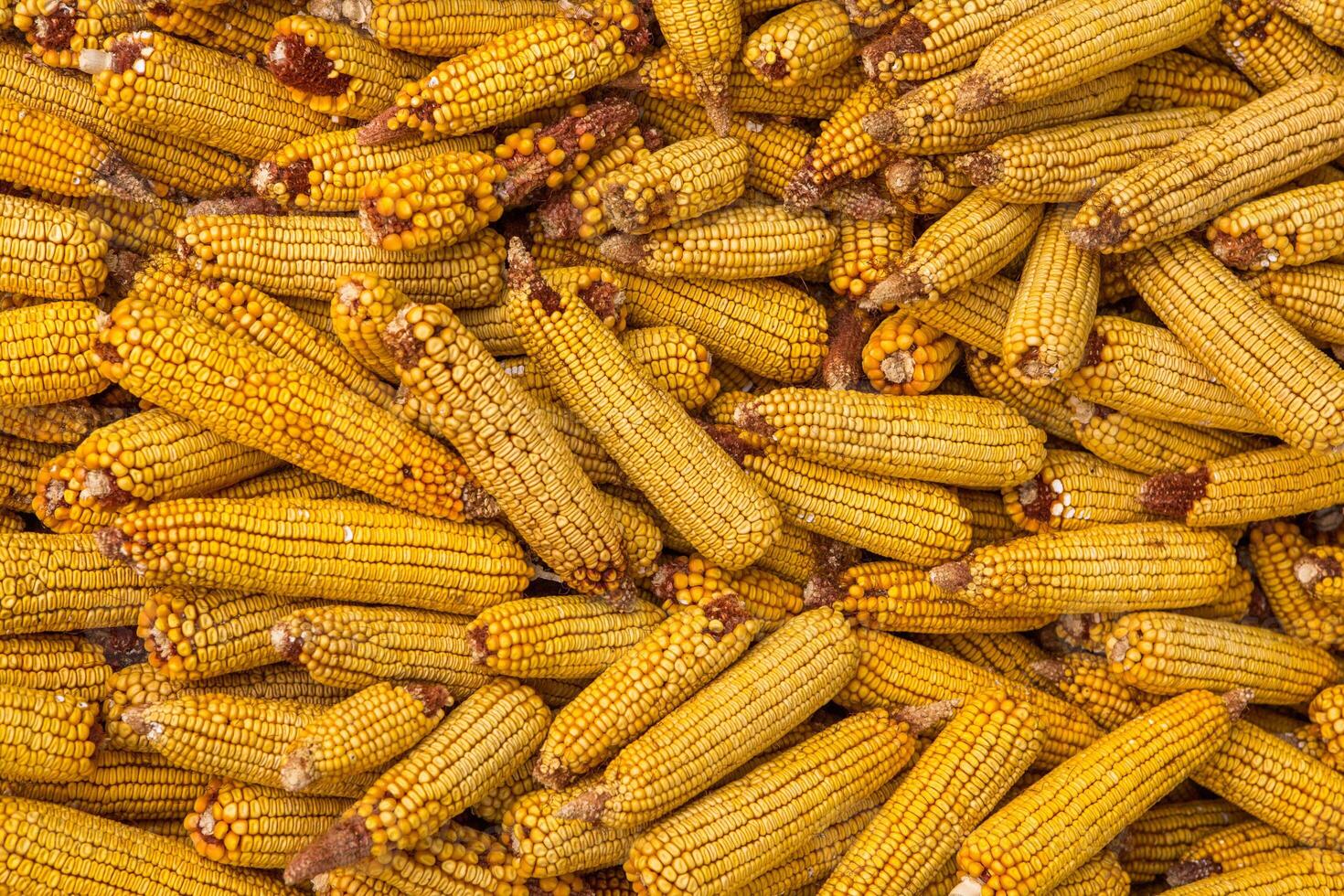 Harvesting corn dried in the rural garden. Yellow corn cob background or texture. Corn vegetable pattern. photo
