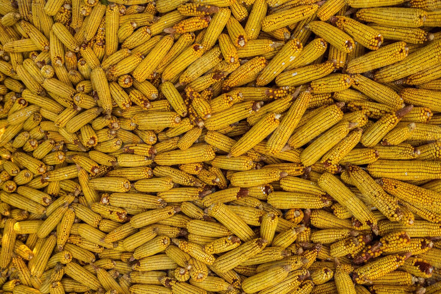 Harvesting corn dried in the rural garden. Yellow corn cob background or texture. Corn vegetable pattern. photo