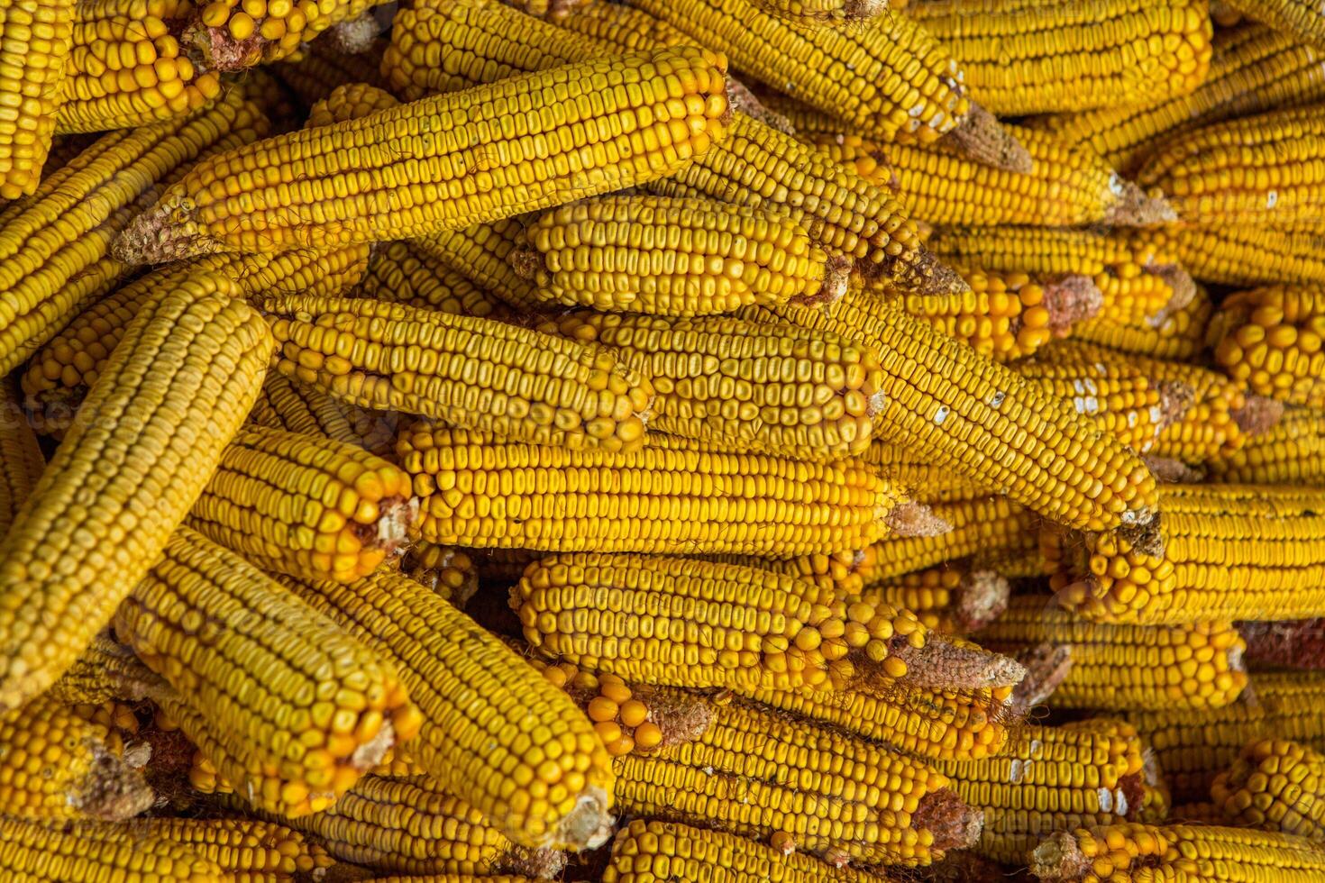 Harvesting corn dried in the rural garden. Yellow corn cob background or texture. Corn vegetable pattern. photo