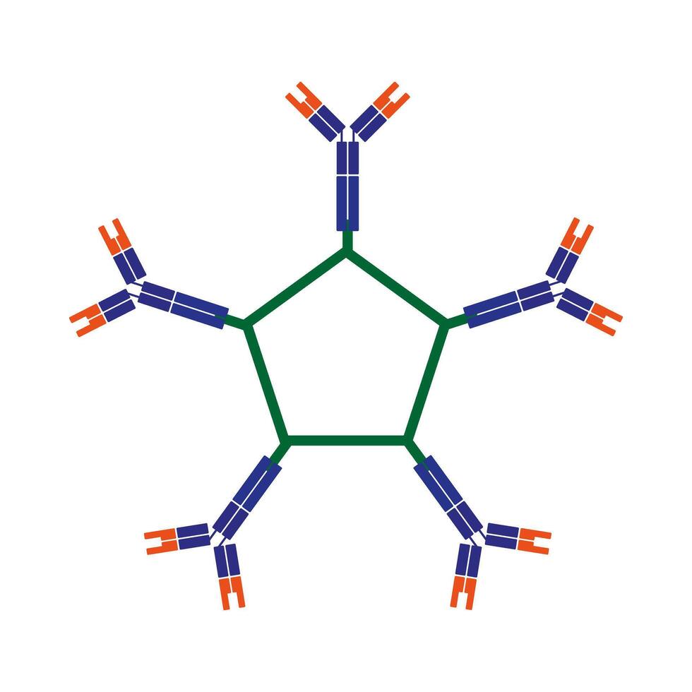 Pentamer immunoglobulin IgM symbol Antibody icon vector