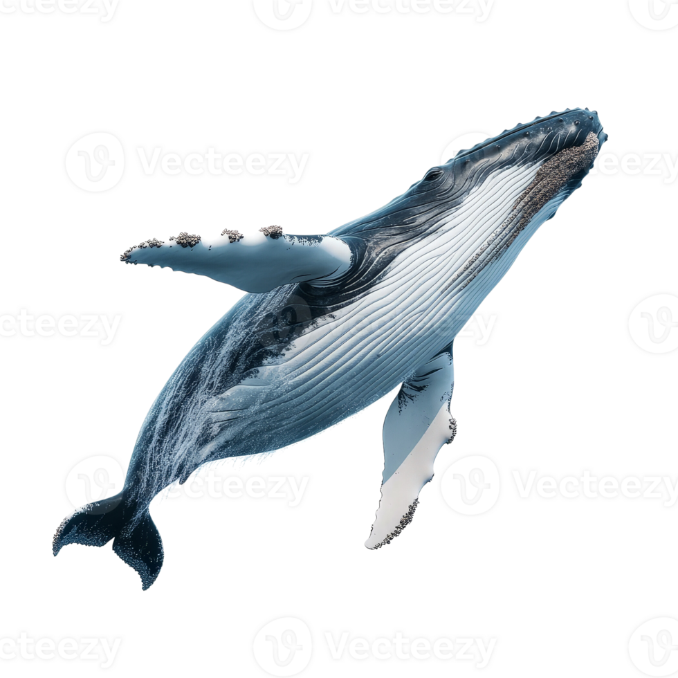 Graceful Humpback Whale Gliding Through the Deep Blue Sea, Capturing Nature's Grandeur in Perfect Motion and Form. png