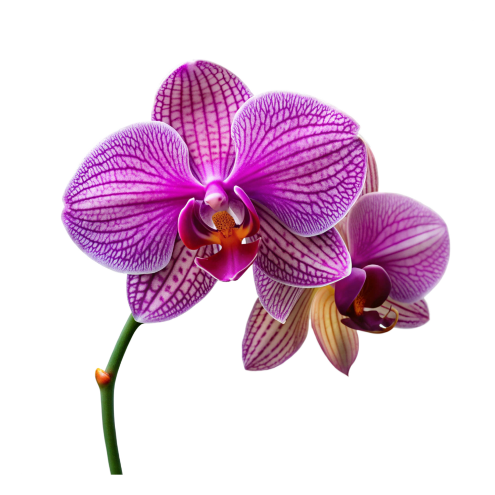 Exquisite Purple Orchids Flower Isolated on Transparent Background Perfect for Floral Designs png