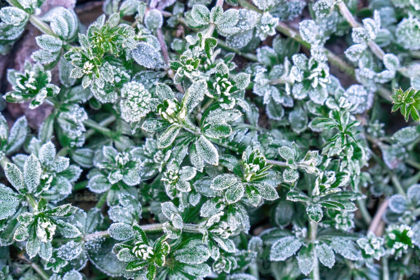 Selective focus. First frost on a frozen field plants, late autumn close-up. Beautiful abstract frozen microcosmos pattern. Freezing weather frost action in nature. Floral backdrop. photo