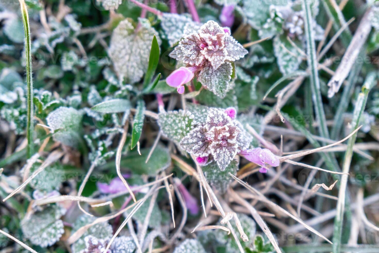 Selective focus. First frost on a frozen field plants, late autumn close-up. Beautiful abstract frozen microcosmos pattern. Freezing weather frost action in nature. Floral backdrop. photo