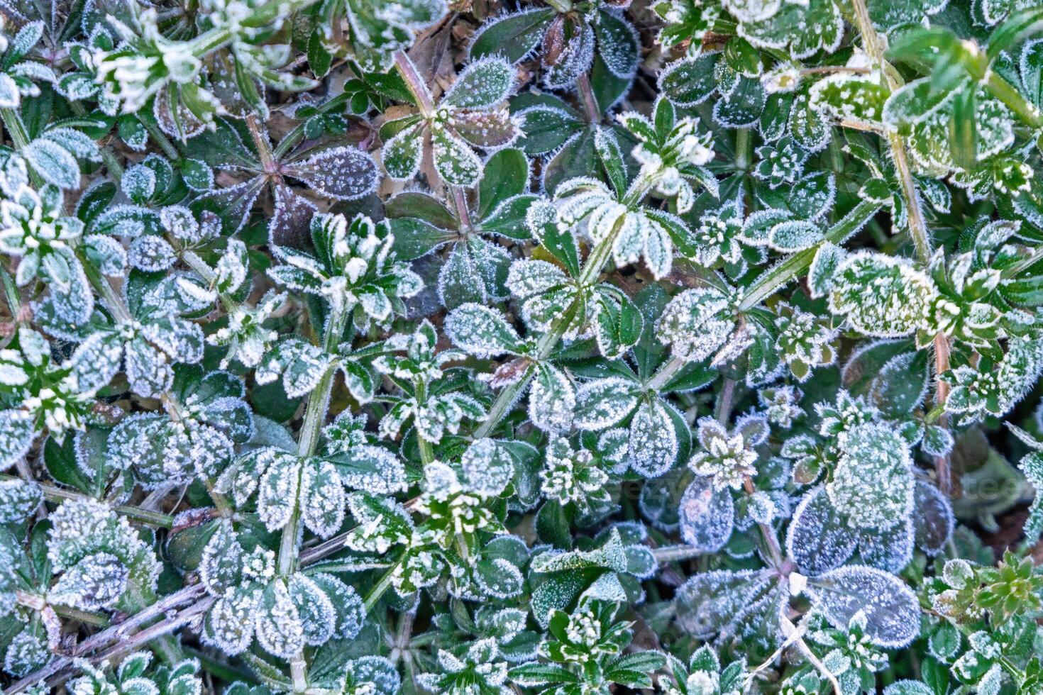 Selective focus. First frost on a frozen field plants, late autumn close-up. Beautiful abstract frozen microcosmos pattern. Freezing weather frost action in nature. Floral backdrop. photo