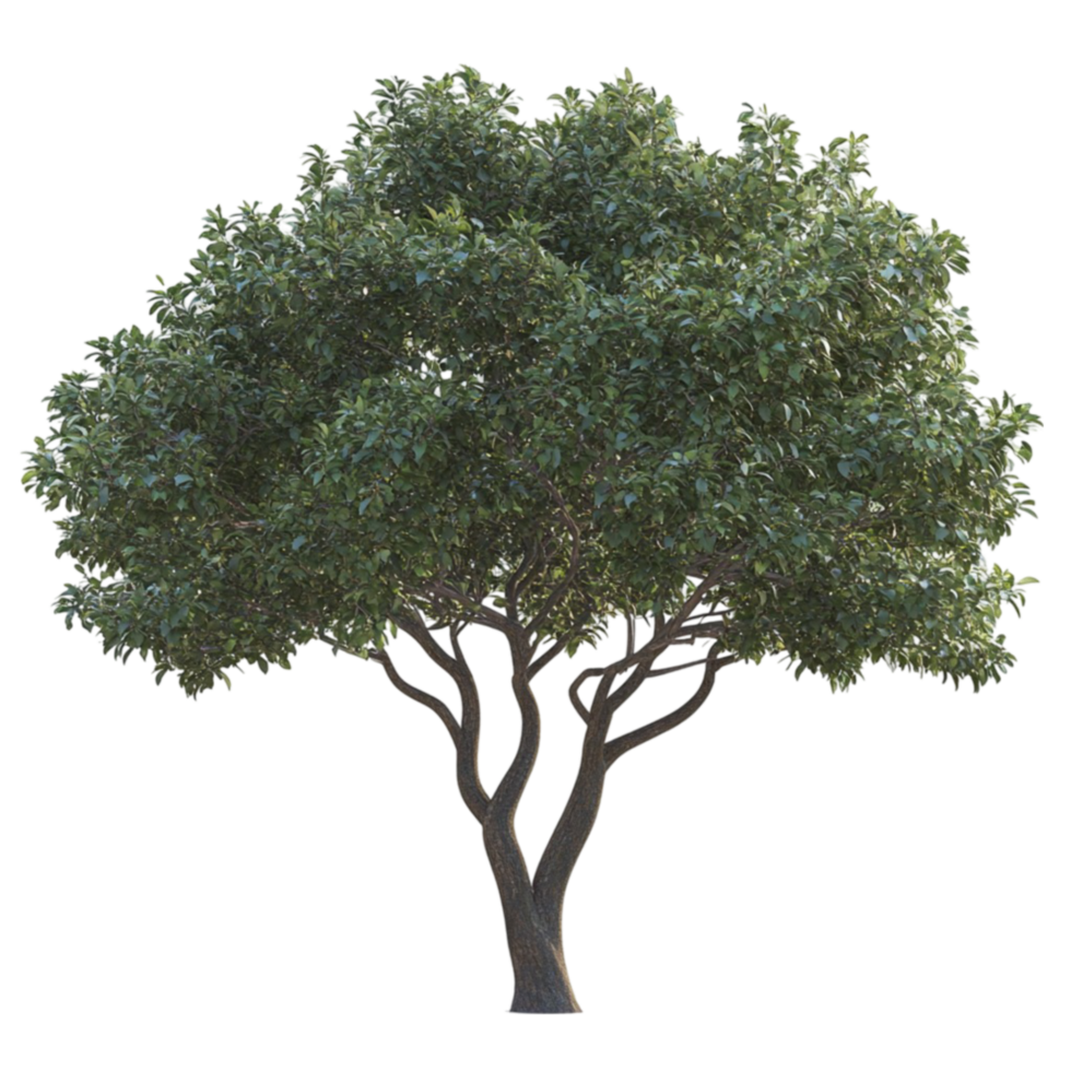 Green Tree with Spreading Canopy AI-Generative png