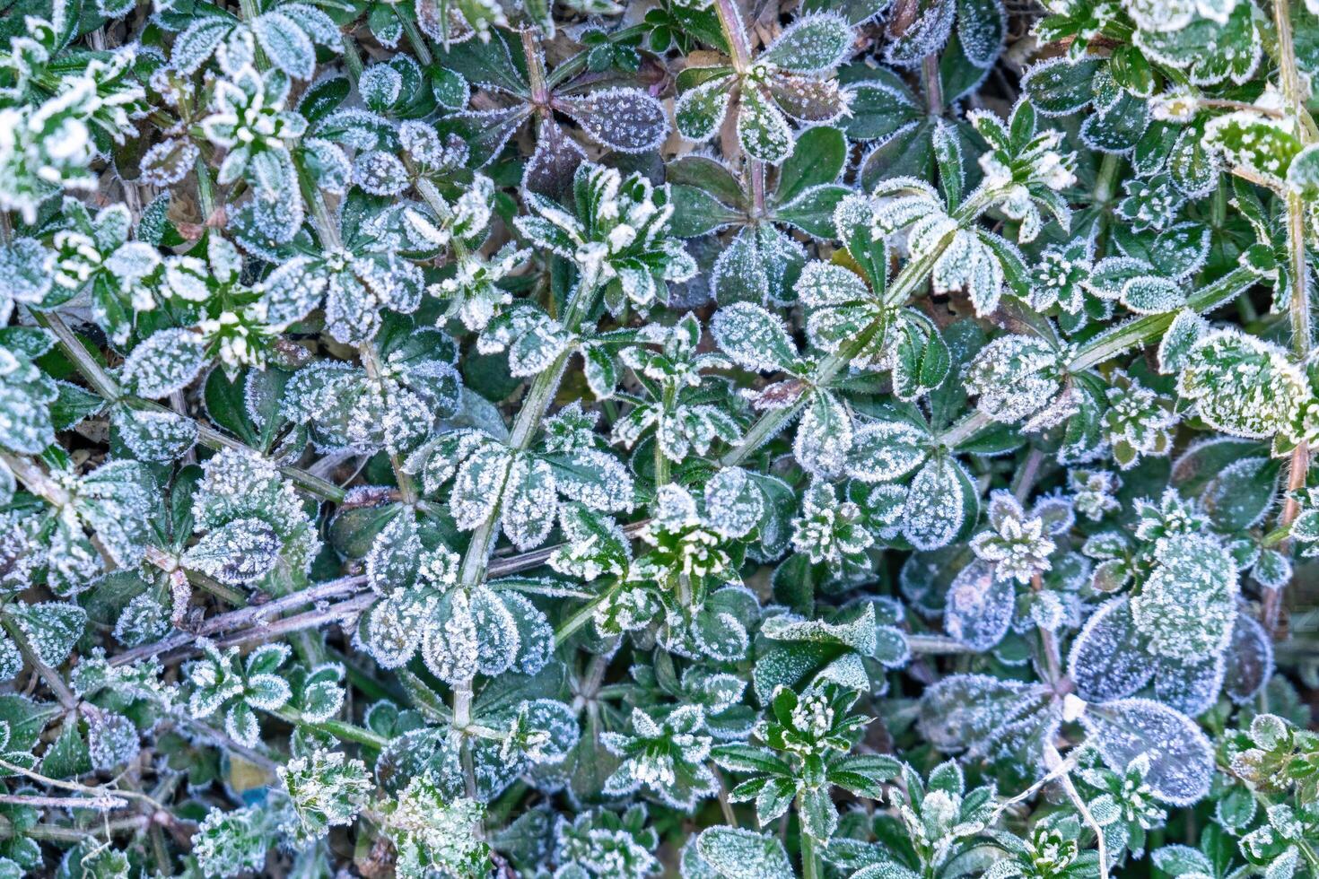 Selective focus. First frost on a frozen field plants, late autumn close-up. Beautiful abstract frozen microcosmos pattern. Freezing weather frost action in nature. Floral backdrop. photo