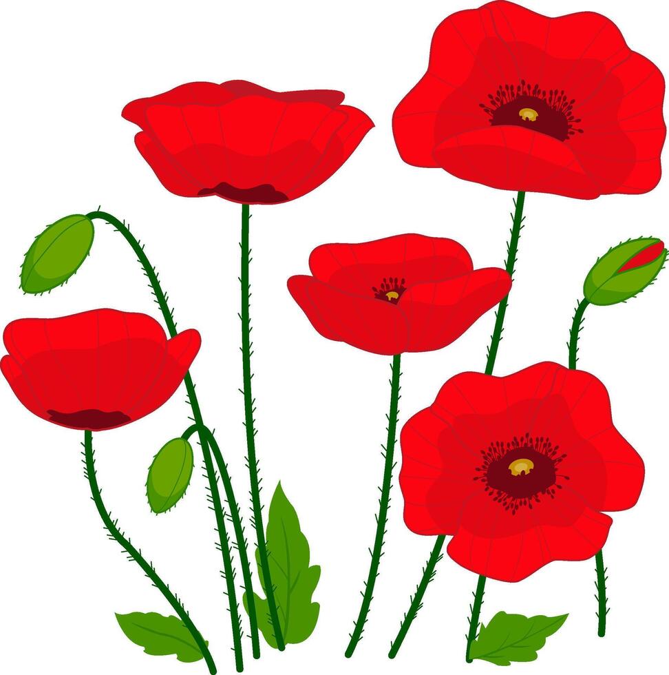 Red poppy flowers and buds. Poppy flowers on white background. Red poppies. Field wildflowers. vector