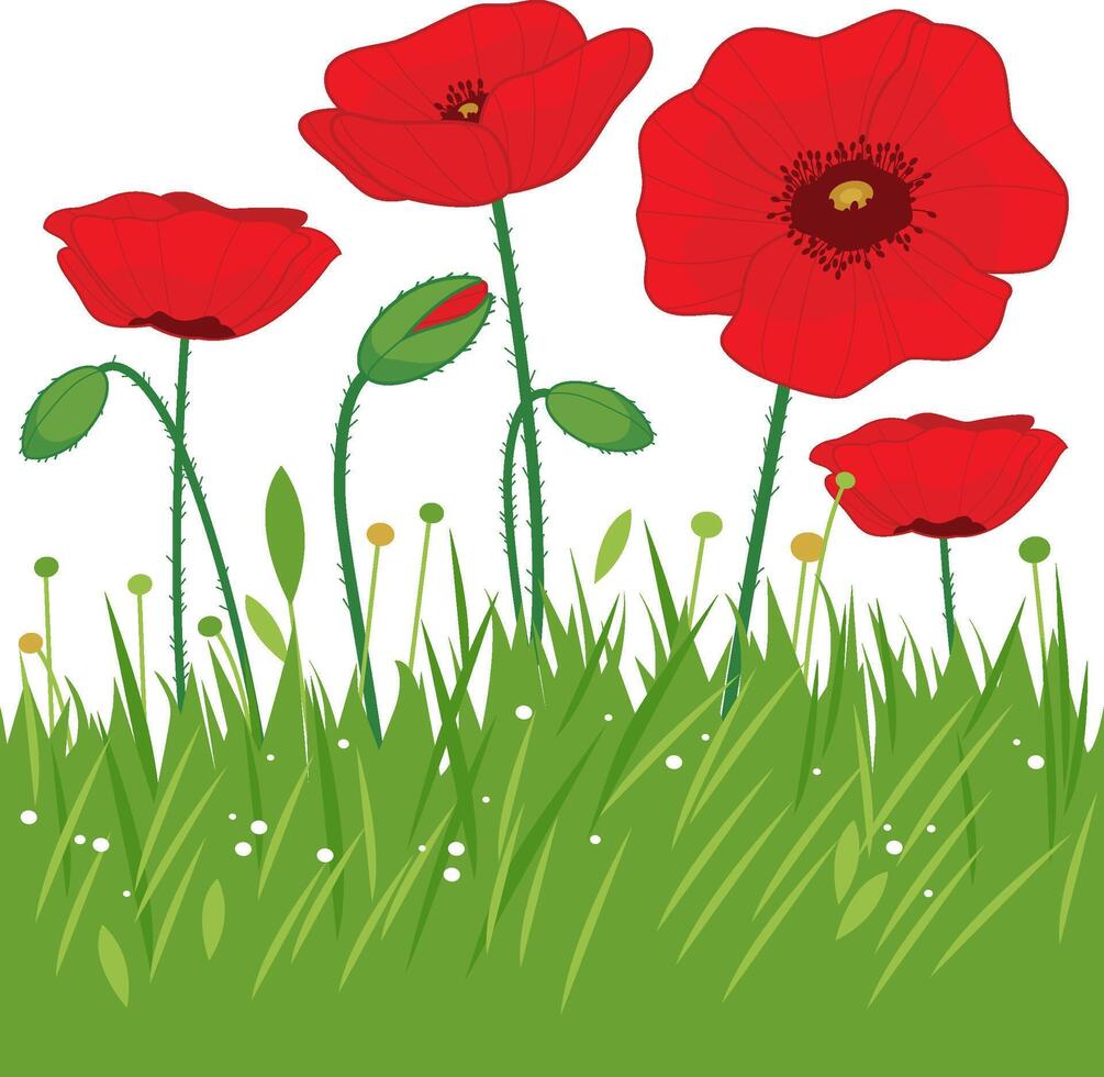 Red poppies. Field wildflowers. Background illustration banner with red poppy flowers and fresh green grass. vector