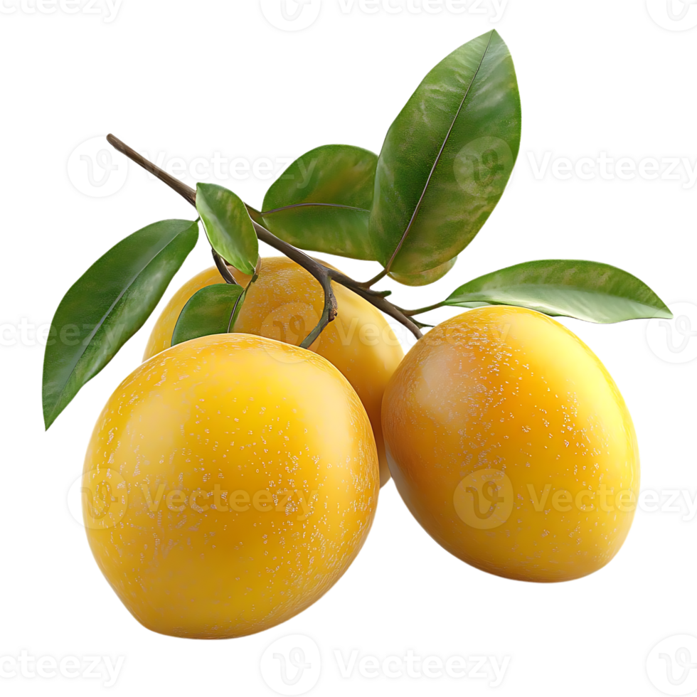Three Ripe Lemons Hanging From a Branch with Transparent Background png