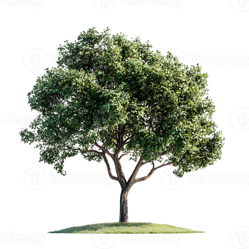 A Lush Green Tree Stands Tall with a Transparent Background, Isolated and Ready for Design Projects png