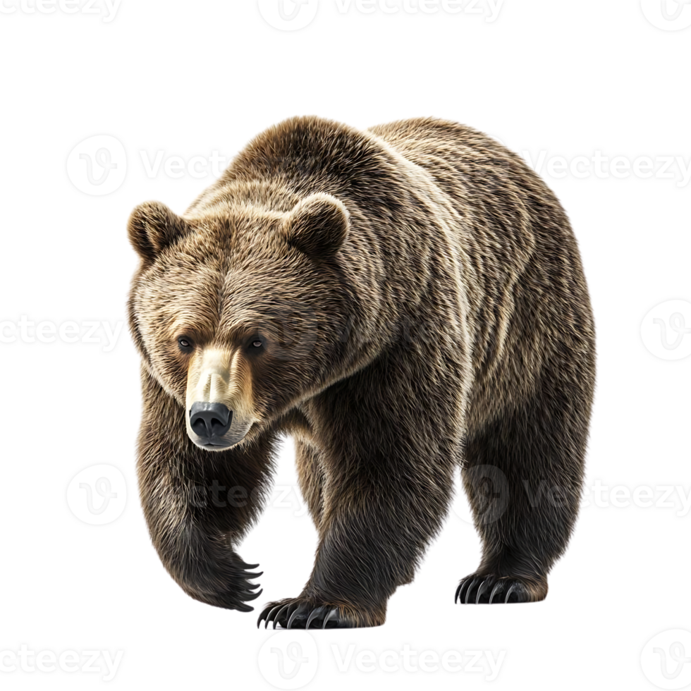 A Majestic Brown Bear Strolls with Confidence Against a Transparent Background png