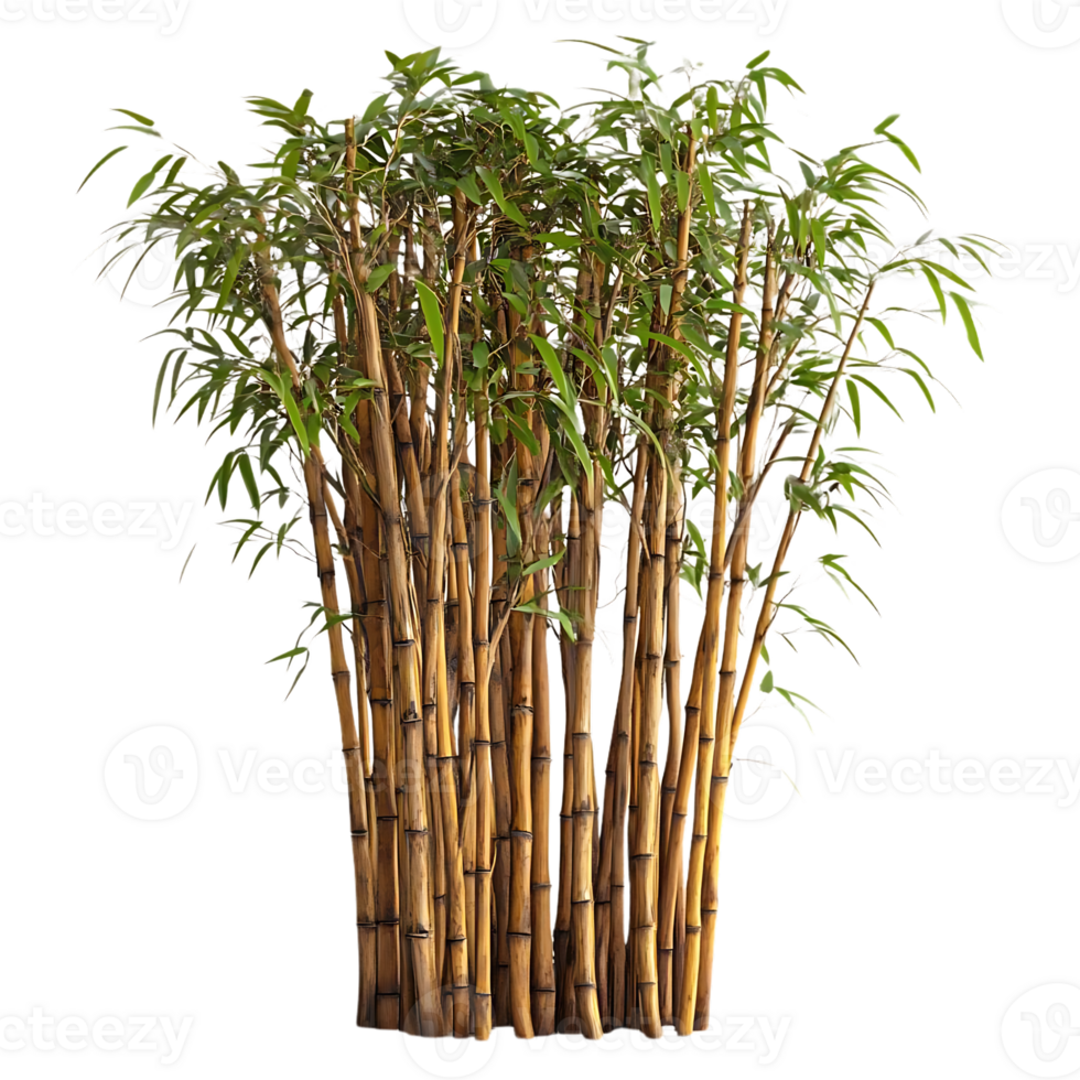 Tall Bamboo Plants with Green Leaves on a Transparent Background png