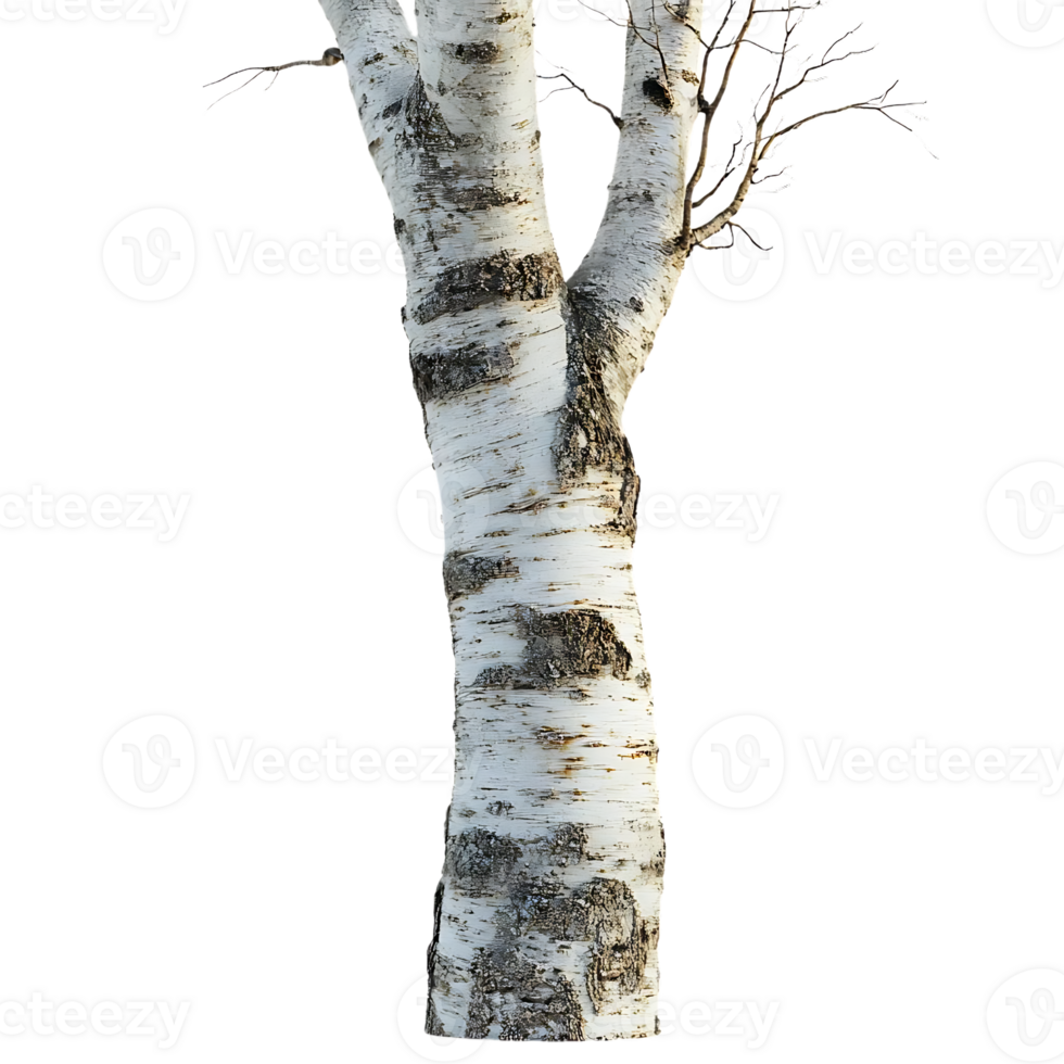 Birch Tree Trunk with Transparent Background, Isolated on Black for Design and Compositing png