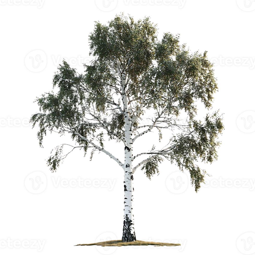 Isolated Birch Tree with Transparent Background, Perfect for Nature Scenes and Design Projects png