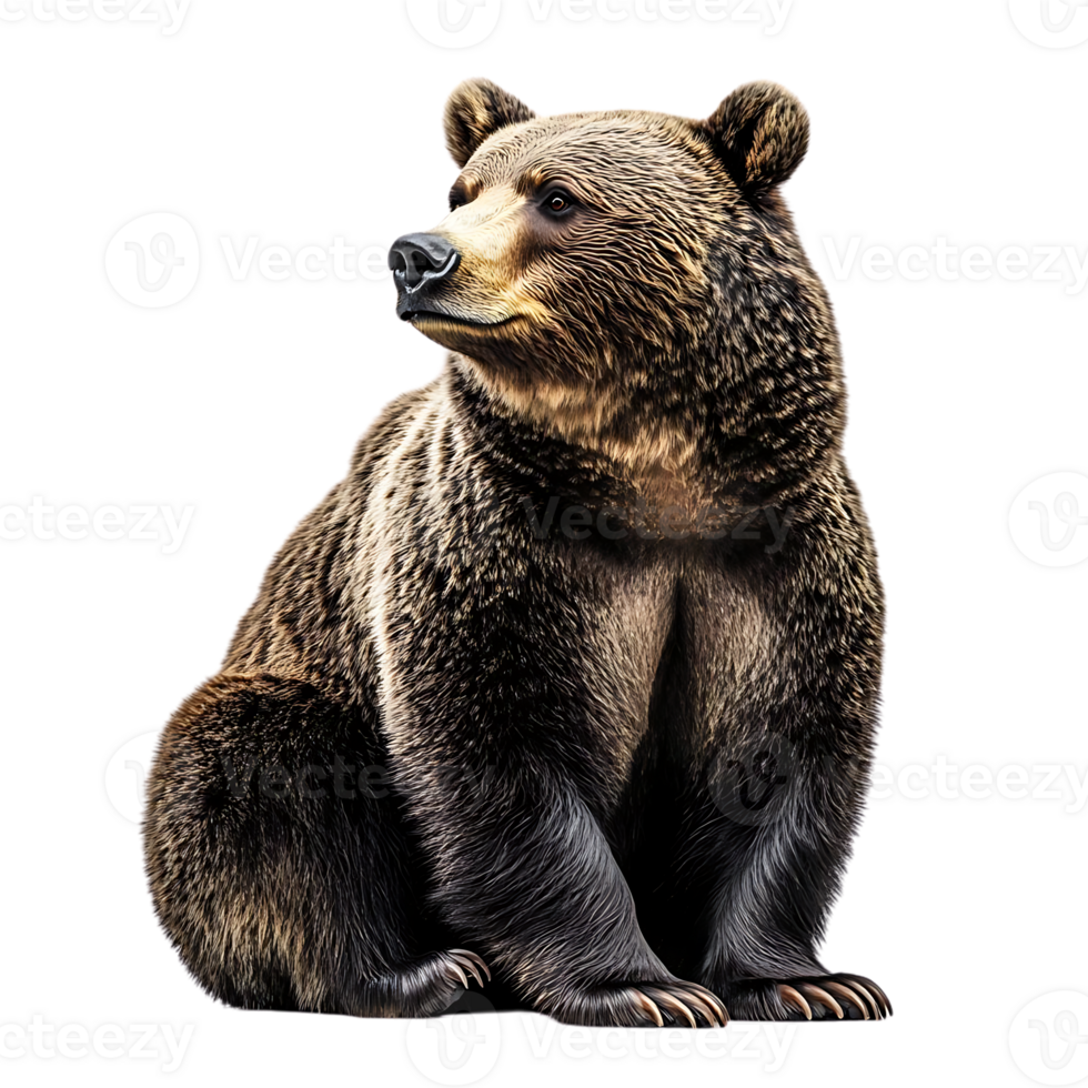 Brown Bear Sitting with Transparent Background, Isolated Wildlife Image png