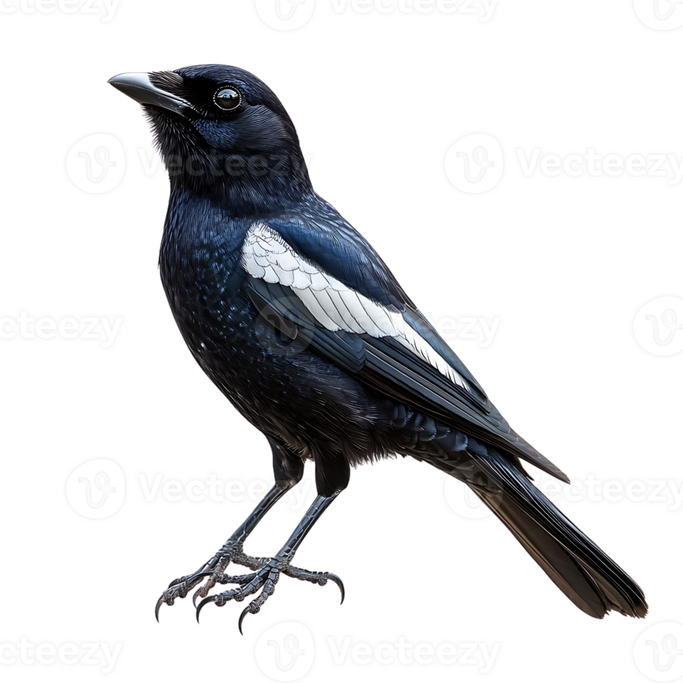 Black-and-White Bird Perched on a Branch with a Transparent Background png
