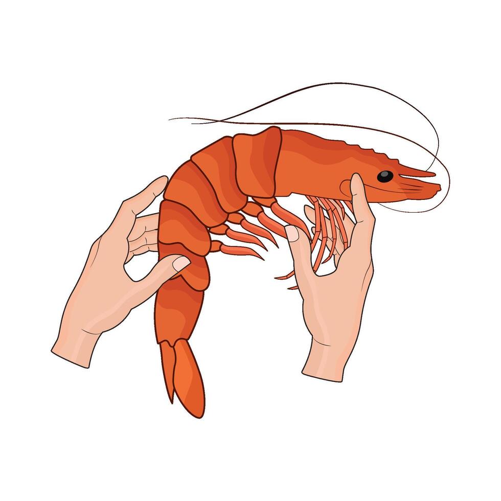 Hand Holding Fresh Shrimp Illustration vector