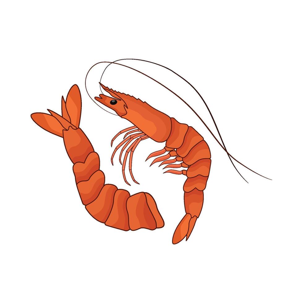 shrimp or prawns vector