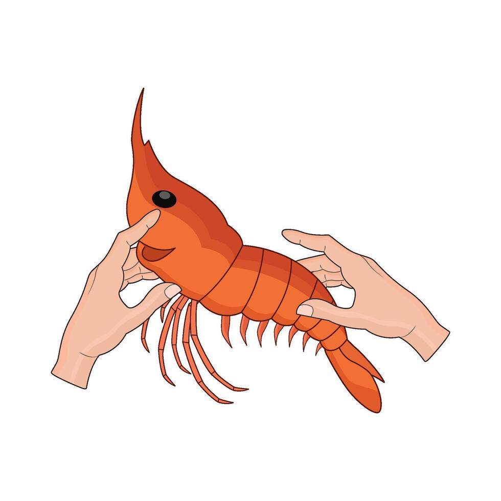 Hand Holding Fresh Shrimp vector