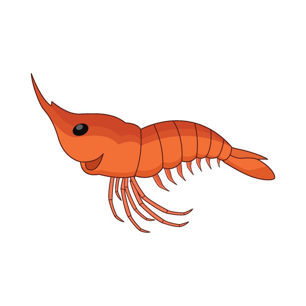 illustration of shrimp vector
