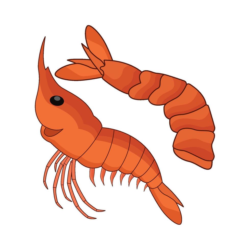 illustration of two shrimp vector