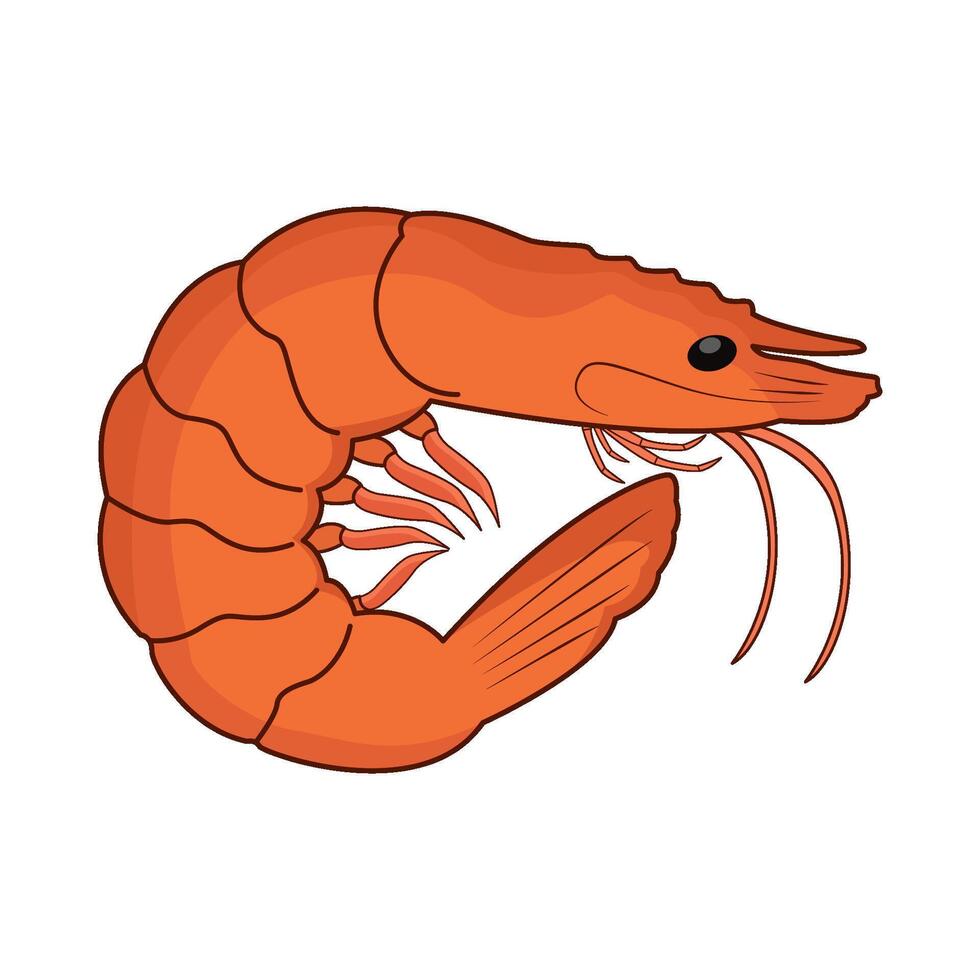 illustration of shrimp vector