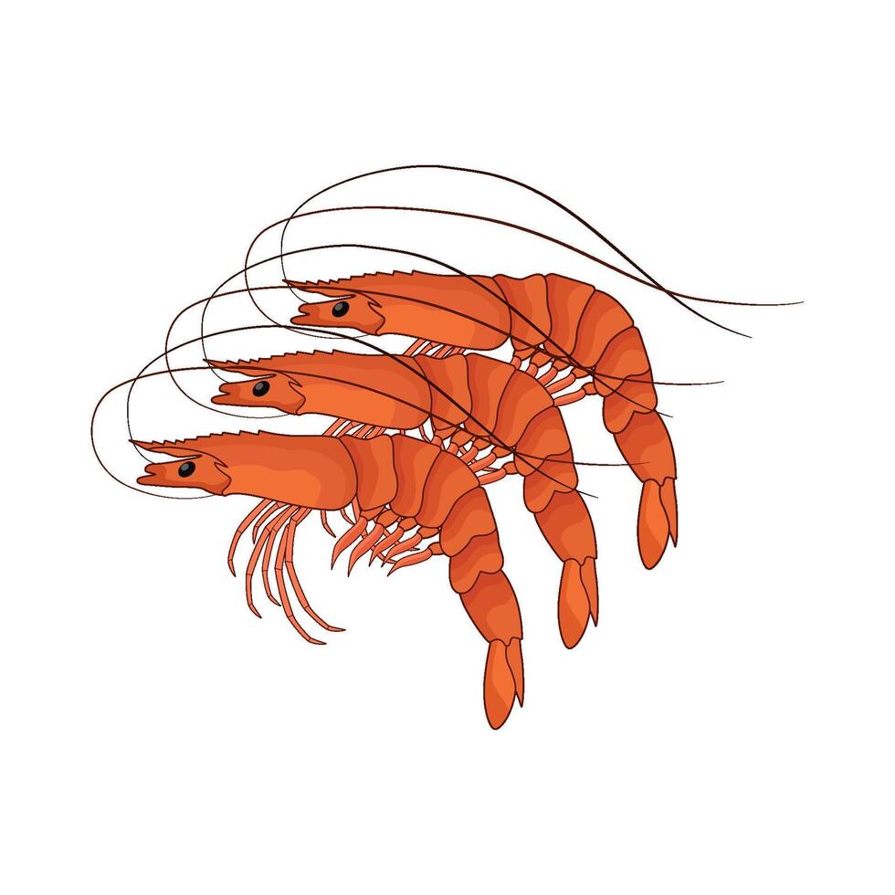 illustration of three shrimp vector