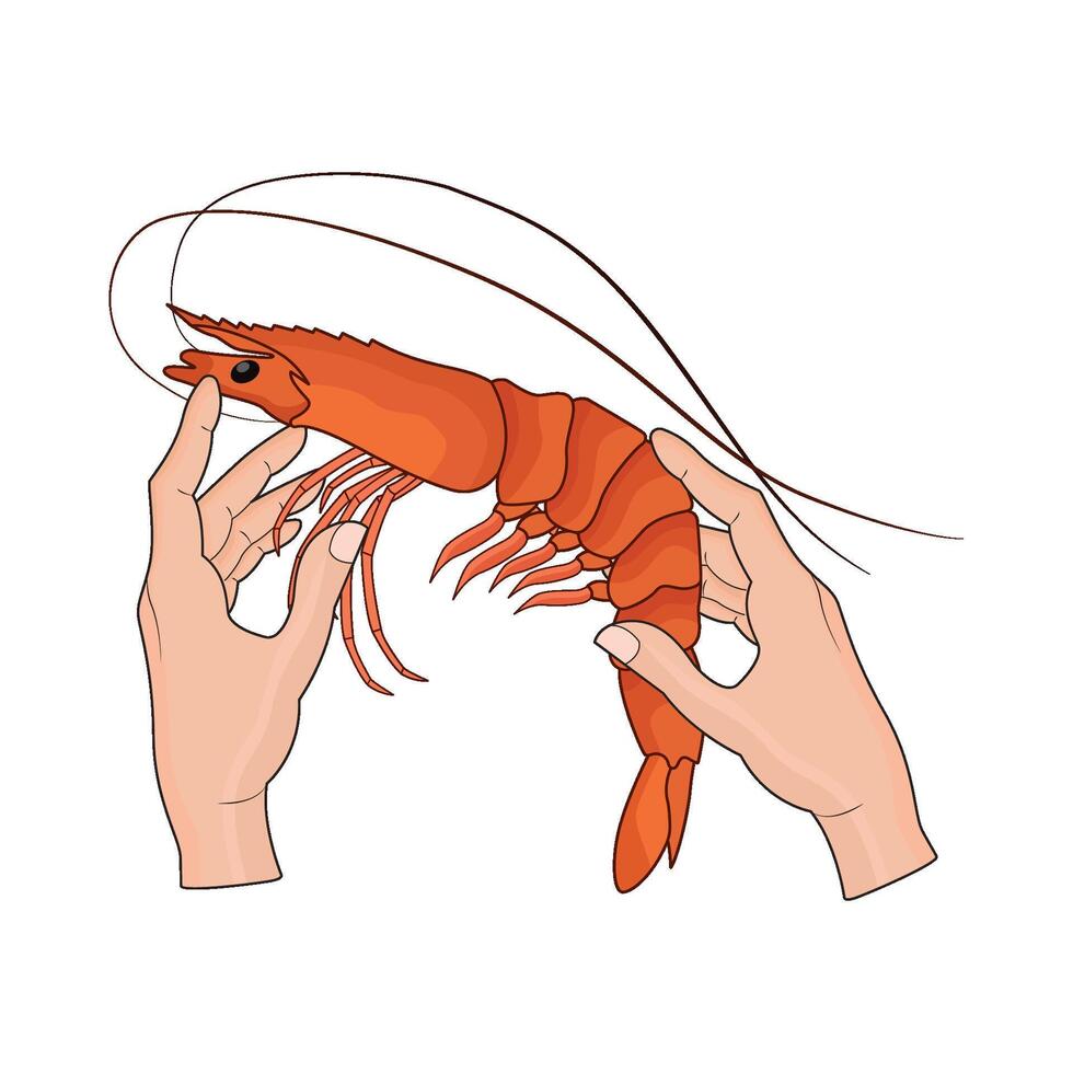 hand holding shrimp vector