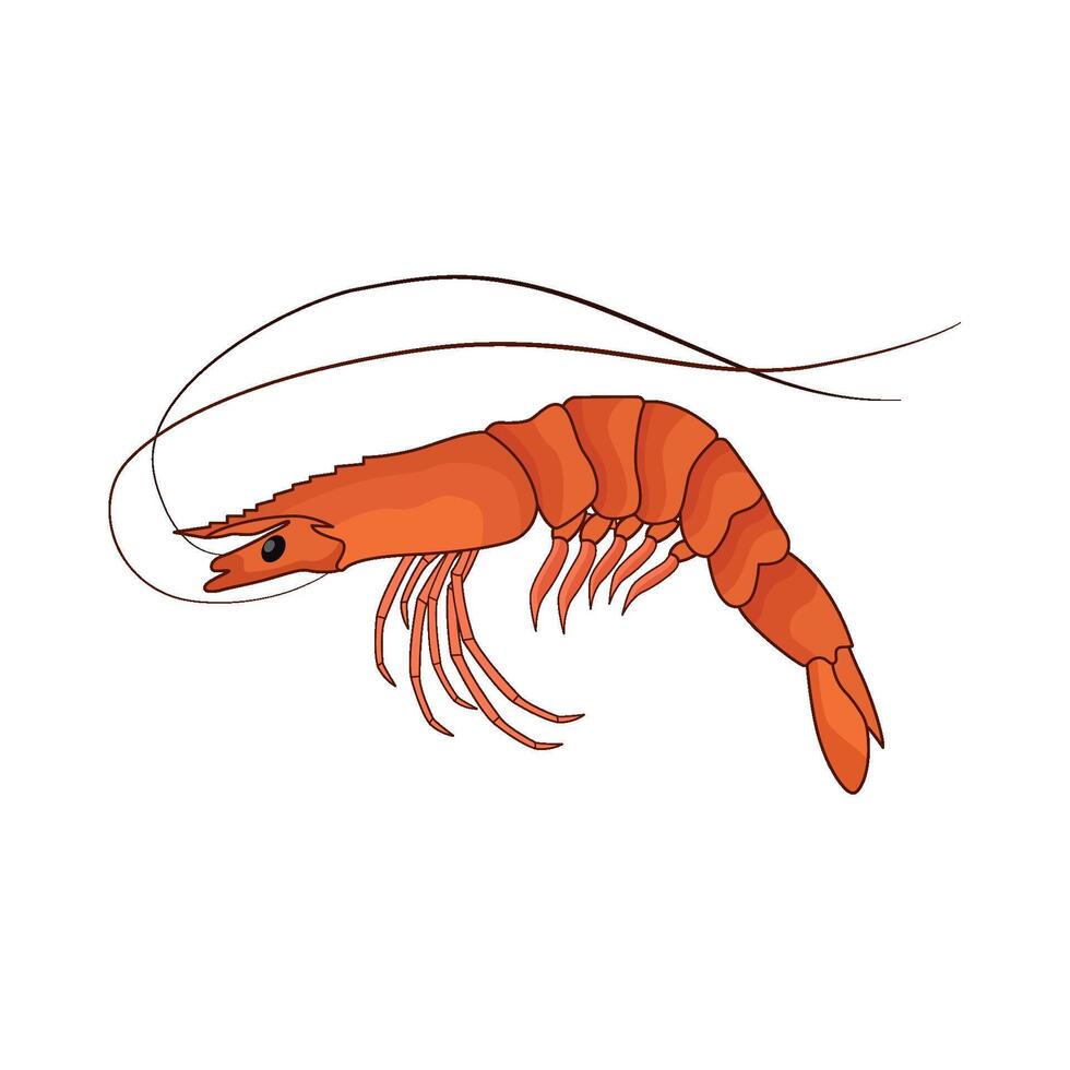 illustration of shrimp vector