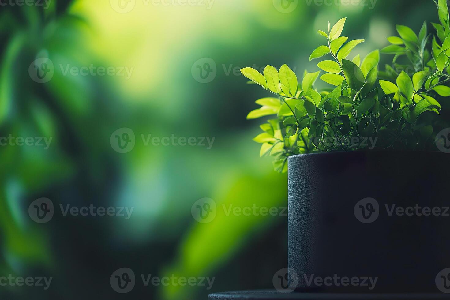 Bright green leaves in a stylish black pot symbolize eco conscious living and environmental care photo