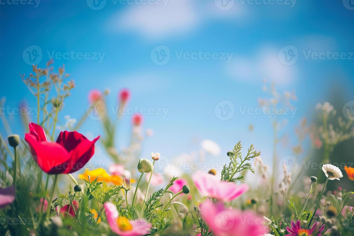 Blue sky over a vibrant ranunculus field during spring. photo