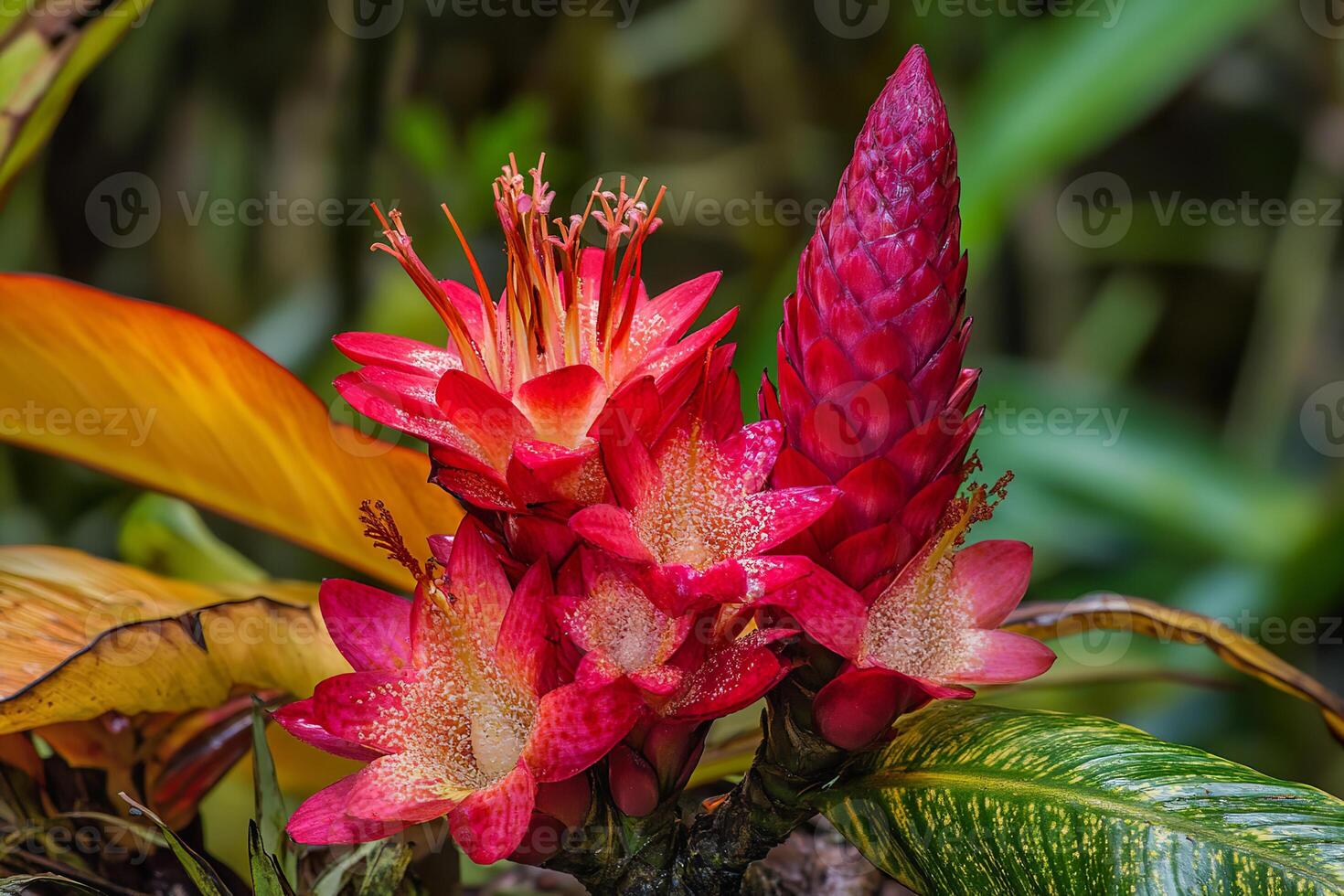 Exotic Hawaiian plants and flowers bloom in rich colors amidst lush greenery photo